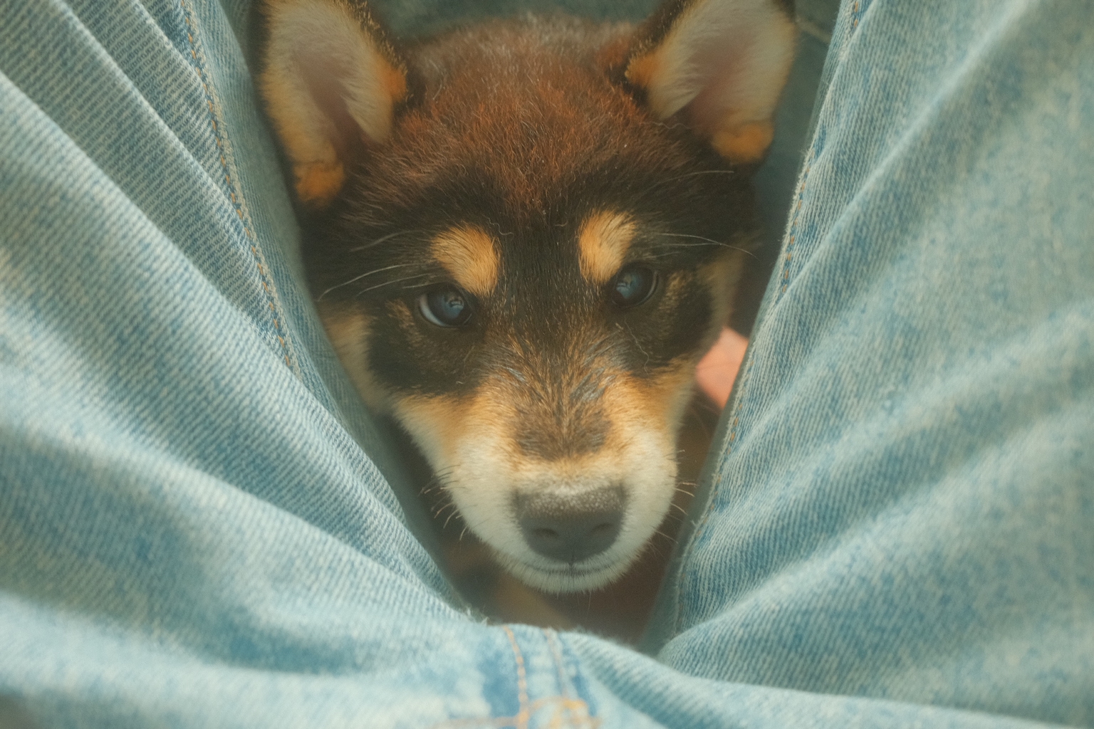 Yuzu (WIP) article image